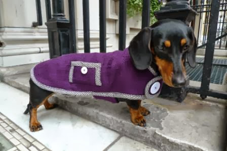 Simply spiffing deals dachshunds